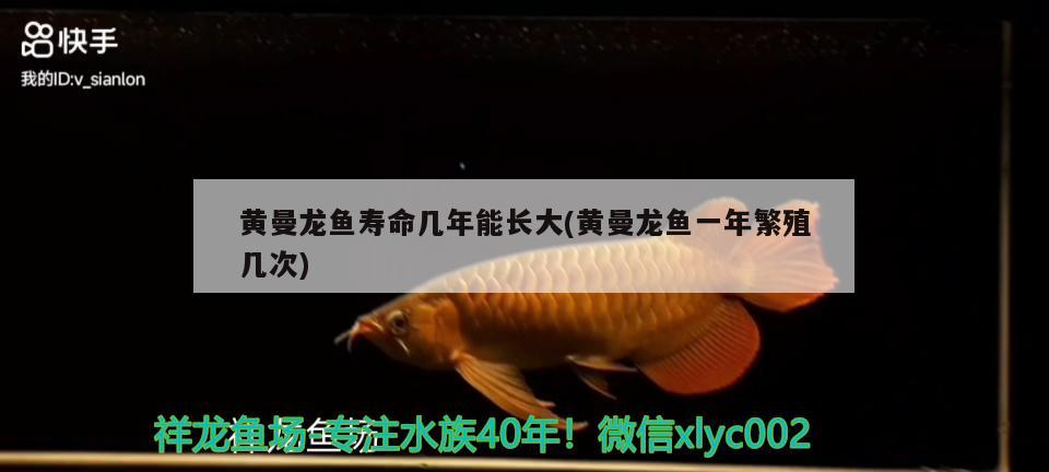 黃曼龍魚壽命幾年能長大(黃曼龍魚一年繁殖幾次) 大正錦鯉魚