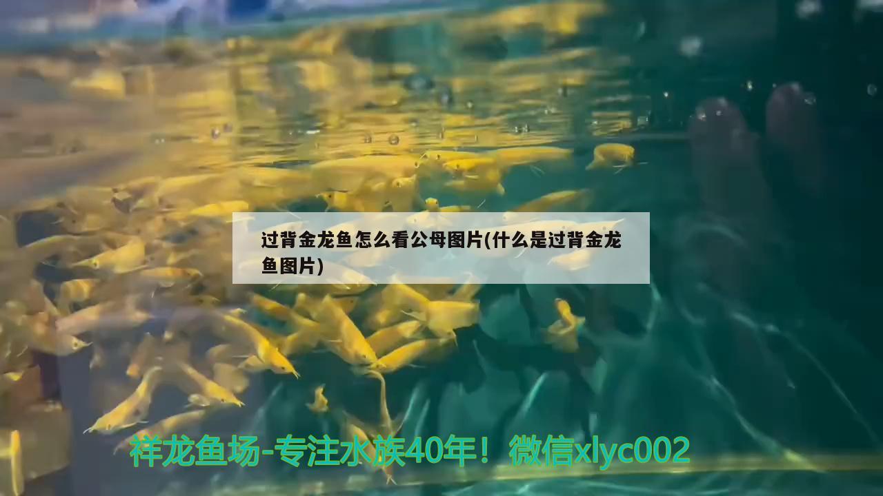 過背金龍魚怎么看公母圖片(什么是過背金龍魚圖片)