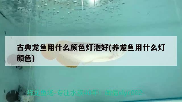 古典龍魚用什么顏色燈泡好(養(yǎng)龍魚用什么燈顏色)