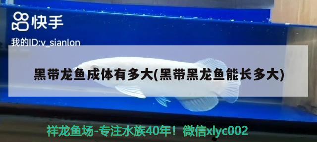 黑帶龍魚成體有多大(黑帶黑龍魚能長多大) 溫控設備 第2張