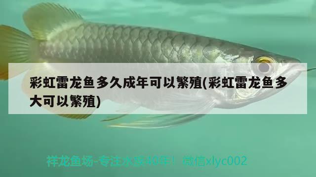 彩虹雷龍魚多久成年可以繁殖(彩虹雷龍魚多大可以繁殖)