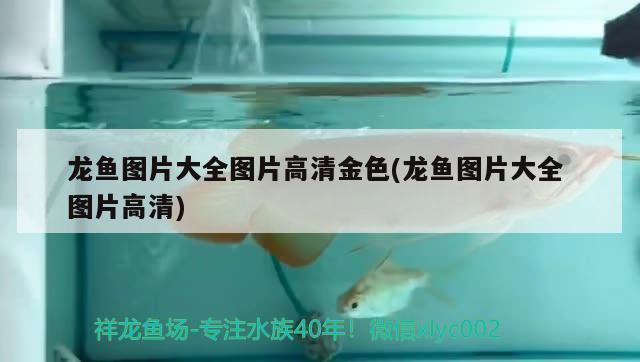 龍魚圖片大全圖片高清金色(龍魚圖片大全圖片高清) 泰龐海蓮魚