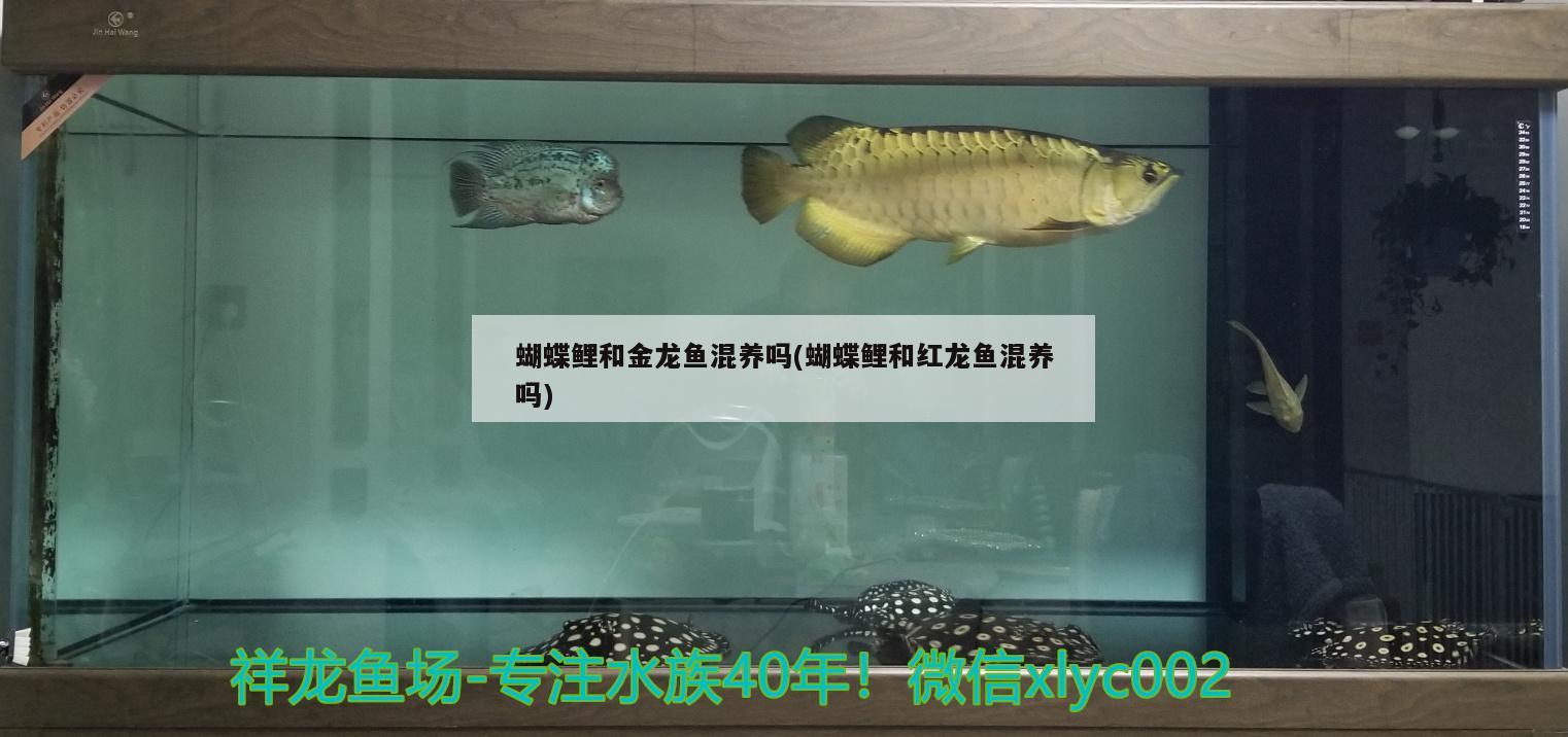 蝴蝶鯉和金龍魚混養(yǎng)嗎(蝴蝶鯉和紅龍魚混養(yǎng)嗎) 蝴蝶鯉