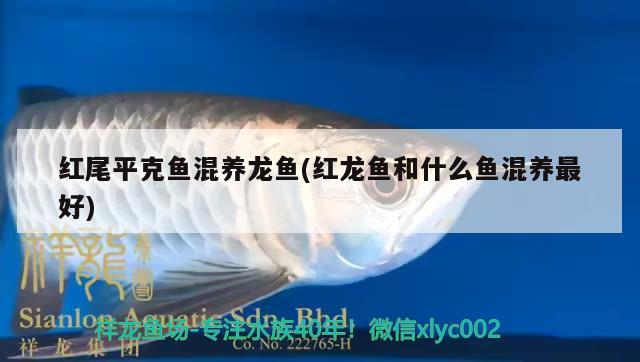 臨沂觀賞魚(yú)