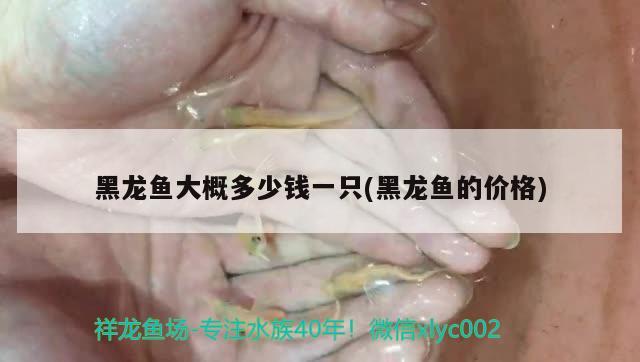 黑龍魚大概多少錢一只(黑龍魚的價格) 肥料