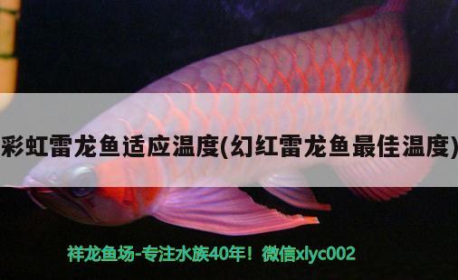 彩虹雷龍魚適應(yīng)溫度(幻紅雷龍魚最佳溫度)