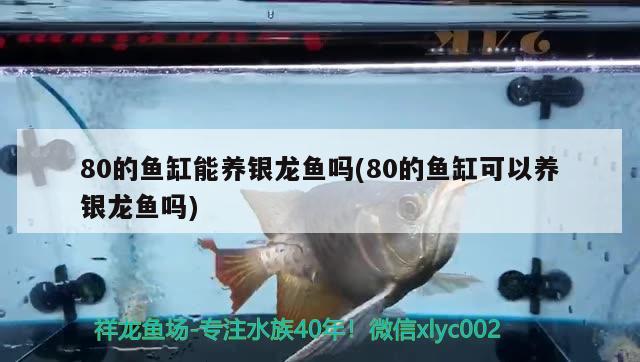 崇左水族批發(fā)市場地址（崇左水族批發(fā)市場地址查詢） 養(yǎng)魚知識 第2張