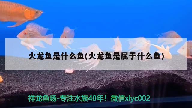 大慶觀賞魚價格多少錢一只（大慶市觀賞魚市場） 粗線銀版魚 第2張