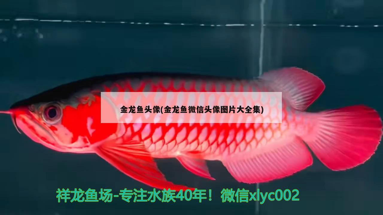 金龍魚頭像(金龍魚微信頭像圖片大全集)