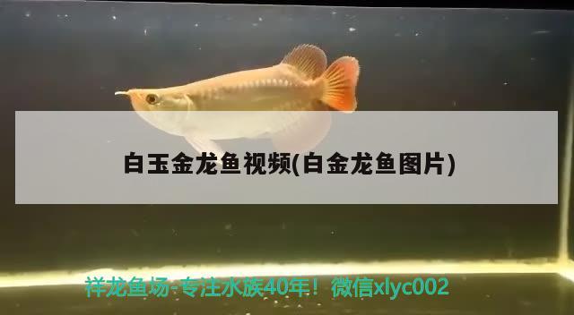 白玉金龍魚視頻(白金龍魚圖片) 麥肯斯銀版魚