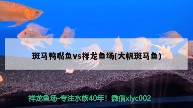 斑馬鴨嘴魚vs祥龍魚場(大帆斑馬魚) 斑馬鴨嘴魚