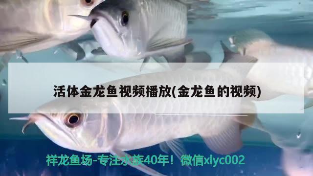 活體金龍魚視頻播放(金龍魚的視頻)