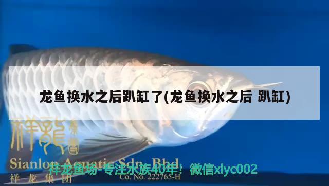 紅龍魚(yú)做法視頻教程大全(紅龍魚(yú)的飼養(yǎng)方法講解視頻)