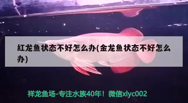 紅龍魚(yú)狀態(tài)不好怎么辦(金龍魚(yú)狀態(tài)不好怎么辦) 南美異型魚(yú)