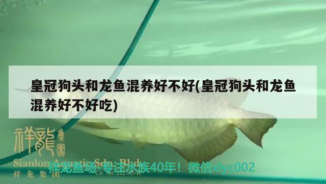 皇冠狗頭和龍魚(yú)混養(yǎng)好不好(皇冠狗頭和龍魚(yú)混養(yǎng)好不好吃) 除藻劑