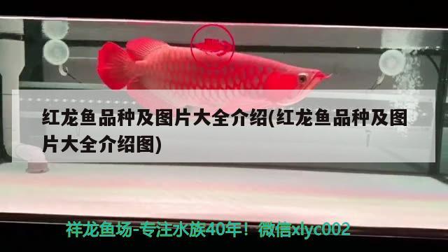 遵義綏陽(yáng)縣萬(wàn)嘉水族魚(yú)缸經(jīng)營(yíng)部 全國(guó)水族館企業(yè)名錄 第5張