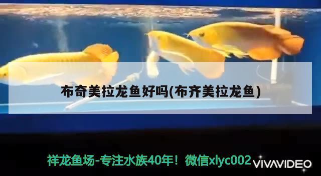 布奇美拉龍魚好嗎(布齊美拉龍魚) 水族用品