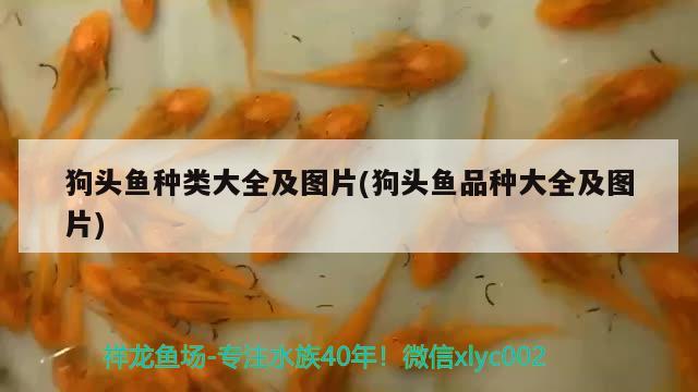 狗頭魚種類大全及圖片(狗頭魚品種大全及圖片)