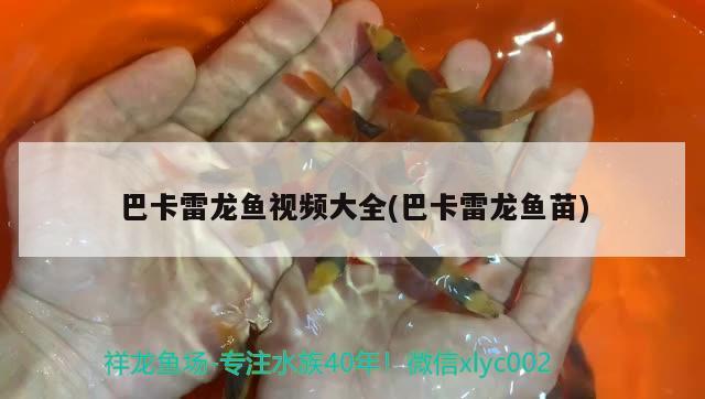 巴卡雷龍魚視頻大全(巴卡雷龍魚苗)