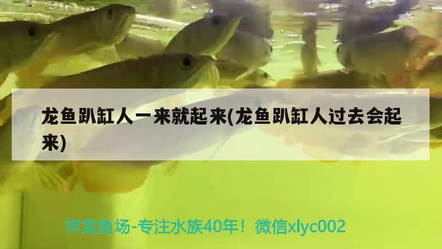 宿遷魚缸造景公司電話多少號碼 宿遷魚缸批發(fā)市場在哪里 伊巴卡魚 第1張