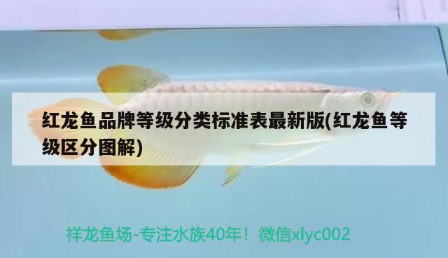 魚缸濾材多久清洗一次（魚缸濾材多長時間清洗一次） 其他品牌魚缸