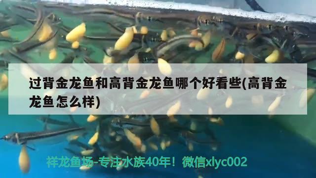 過背金龍魚和高背金龍魚哪個好看些(高背金龍魚怎么樣)