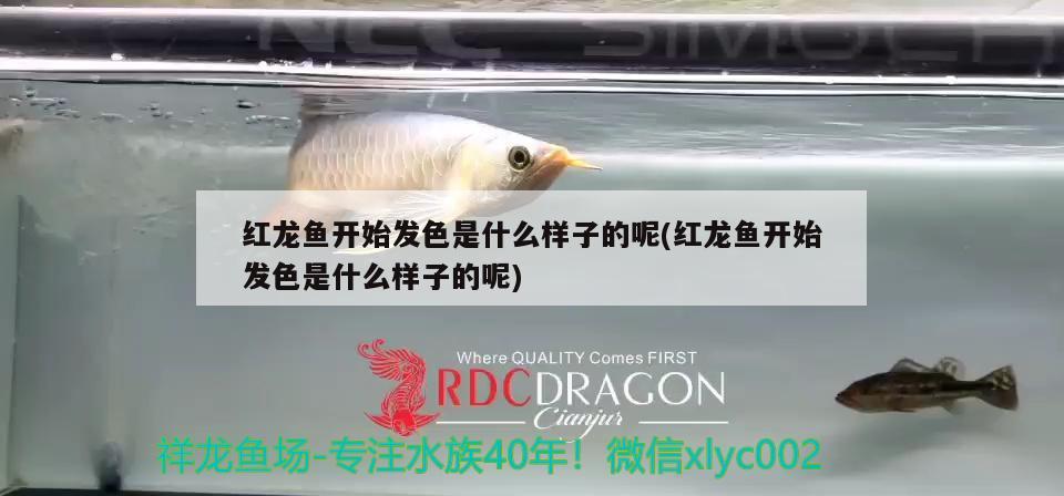 金龍魚(yú)和紅龍魚(yú)可以混養(yǎng)嗎：紅龍可以和金龍魚(yú)一起養(yǎng)嗎