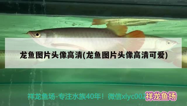 龍魚圖片頭像高清(龍魚圖片頭像高清可愛)