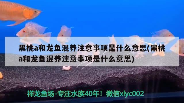 黑桃a和龍魚混養(yǎng)注意事項(xiàng)是什么意思(黑桃a和龍魚混養(yǎng)注意事項(xiàng)是什么意思)