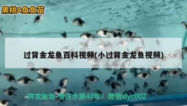 過背金龍魚百科視頻(小過背金龍魚視頻) 過背金龍魚