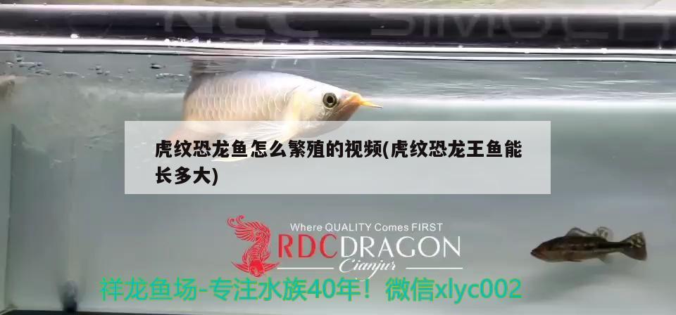 虎紋恐龍魚怎么繁殖的視頻(虎紋恐龍王魚能長多大) 恐龍王魚