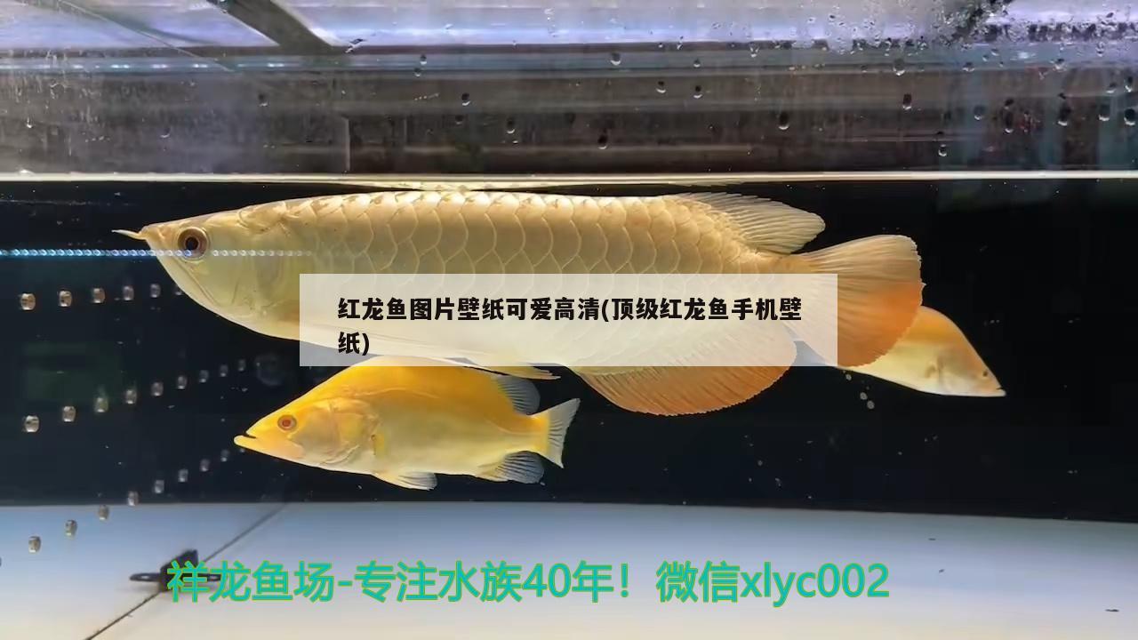 紅龍魚圖片壁紙可愛高清(頂級紅龍魚手機(jī)壁紙)