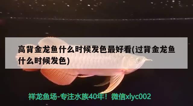 高背金龍魚什么時(shí)候發(fā)色最好看(過(guò)背金龍魚什么時(shí)候發(fā)色) 高背金龍魚