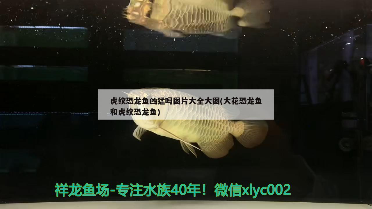 虎紋恐龍魚(yú)兇猛嗎圖片大全大圖(大花恐龍魚(yú)和虎紋恐龍魚(yú))