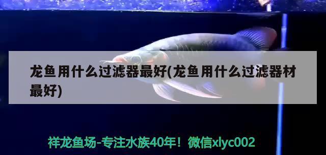 龍魚用什么過濾器最好(龍魚用什么過濾器材最好) 恐龍王魚 第2張