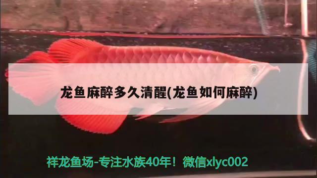 龍魚麻醉多久清醒(龍魚如何麻醉) 龍魚麻藥（祥龍Nika）