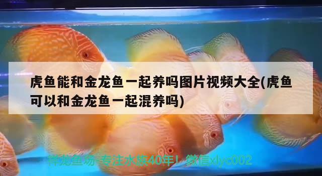 虎魚能和金龍魚一起養(yǎng)嗎圖片視頻大全(虎魚可以和金龍魚一起混養(yǎng)嗎)