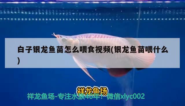 白子銀龍魚(yú)苗怎么喂食視頻(銀龍魚(yú)苗喂什么) 白子銀龍魚(yú)苗