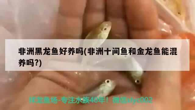 非洲黑龍魚好養(yǎng)嗎(非洲十間魚和金龍魚能混養(yǎng)嗎?)