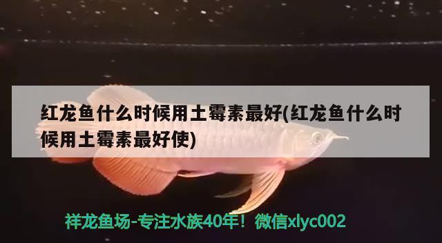 紅龍魚什么時(shí)候用土霉素最好(紅龍魚什么時(shí)候用土霉素最好使) 雪龍魚