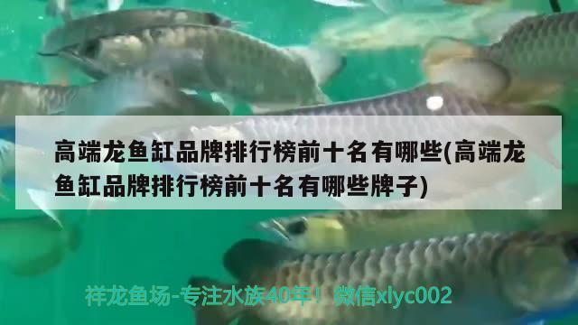 高端龍魚缸品牌排行榜前十名有哪些(高端龍魚缸品牌排行榜前十名有哪些牌子)