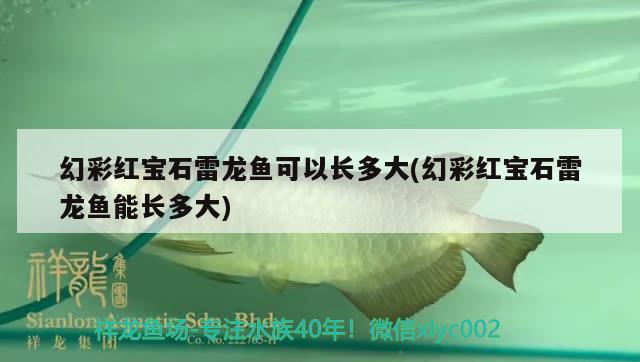 魚缸濾材的種類和作用，魚缸器材濾材有哪些種類和作用魚缸濾材有哪些種類 巨骨舌魚 第2張