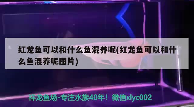 紅龍魚短身和長身的區(qū)別在哪里(龍魚短身好還是長身好) 財神鸚鵡魚