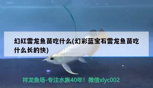 幻紅雷龍魚苗吃什么(幻彩藍寶石雷龍魚苗吃什么長的快) 黃金貓魚百科