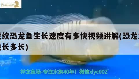 專(zhuān)業(yè)搬魚(yú)缸的公司：為您提供安全、便捷的魚(yú)缸搬遷服務(wù)，上海專(zhuān)業(yè)搬魚(yú)缸公司：為您的魚(yú)缸搬遷保駕護(hù)航專(zhuān)業(yè)團(tuán)隊(duì) 白子銀龍苗（黃化銀龍苗） 第2張