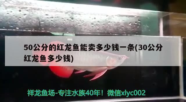 50公分的紅龍魚能賣多少錢一條(30公分紅龍魚多少錢) 黃金斑馬魚