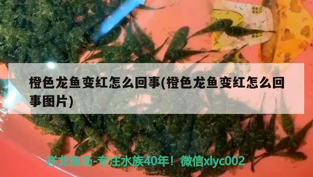 橙色龍魚變紅怎么回事(橙色龍魚變紅怎么回事圖片) 水族用品