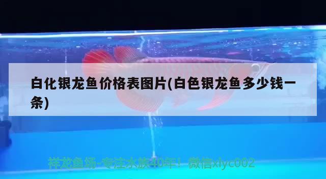 白化銀龍魚價格表圖片(白色銀龍魚多少錢一條) 銀龍魚