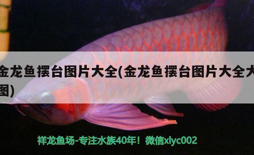 金龍魚擺臺圖片大全(金龍魚擺臺圖片大全大圖)