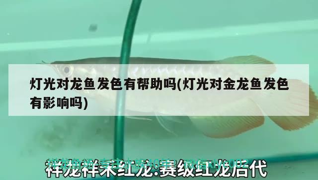 合肥龍魚交流群微信公眾號(hào)二維碼（《西游記》中河寬800里什么概念） 藍(lán)底過(guò)背金龍魚 第1張